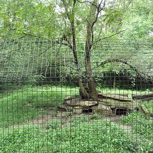 American Badger Exhibit