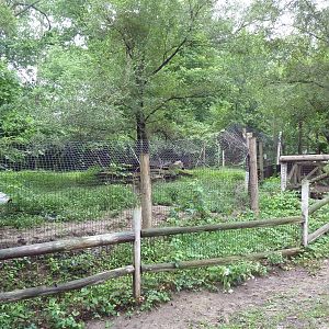 American Badger Exhibit