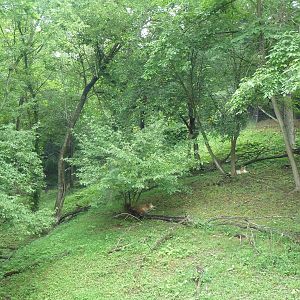 Multi-Acre Cougar Exhibit - see the 2 cats?