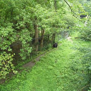 American Black Bear Exhibit - see the bear?