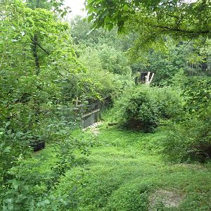 American Black Bear Exhibit - see the bear?