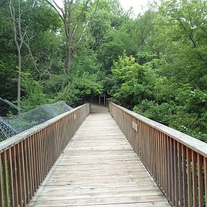 Cougar + American Black Bear Exhibits - Viewing Bridge