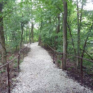 Typical Visitor Path in the Forest