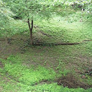 Multi-Acre Cougar Exhibit