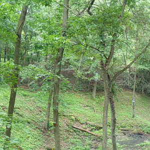 Canada Lynx Exhibit (cat is near the bottom-right corner)