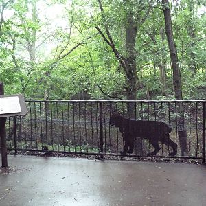 Bobcat Exhibit - Viewing Platform