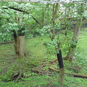 Red Fox Exhibit (Silver Phase)