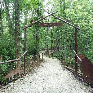Typical Visitor Path in the Forest