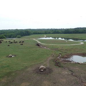 American Bison/Elk/White-Tailed Deer Exhibit (Temporary Paddock)