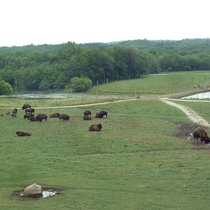 American Bison/Elk/White-Tailed Deer Exhibit (Temporary Paddock)