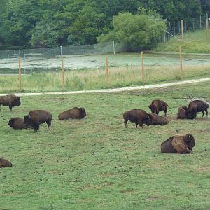 American Bison/Elk/White-Tailed Deer Exhibit (Temporary Paddock)