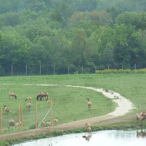 American Bison/Elk/White-Tailed Deer Exhibit (Temporary Paddock)