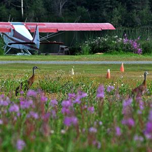 Sandhill Cranes - Alaska