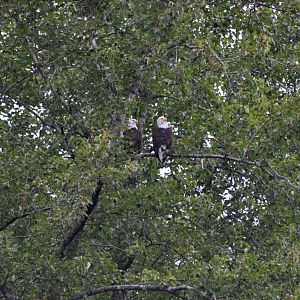Bald Eagles - Alaska