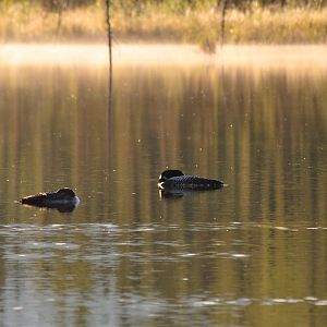 Common Loons - Alaska