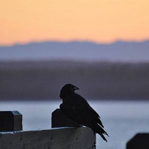Common Raven - Alaska