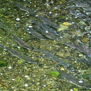 Salmon - Alaska