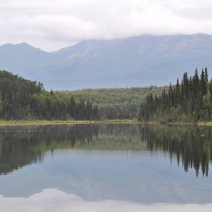 Common Loons on Six Mile Lake - Alaska