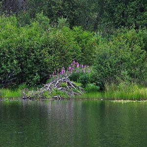 Beaver Lodge on Green Lake - Alaska