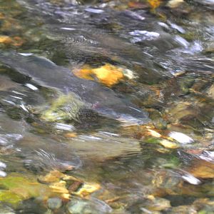 Impression of Salmon - Alaska