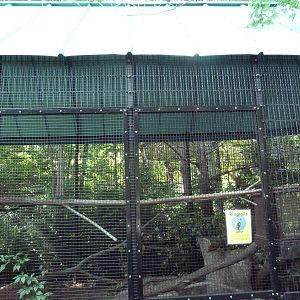 The Woods - Ringtail Exhibit