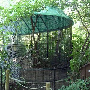 The Woods - Ringtail Exhibit