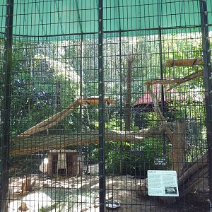 The Woods - Canada Lynx Exhibit