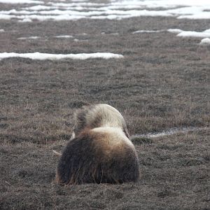 Berengian Wholly Rhinoceros - Alaska