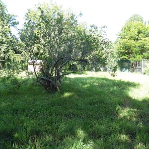 Kirk's Dik-Dik/East African Crowned Crane Exhibit
