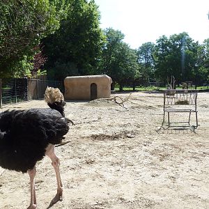 African Plains - Grevy's Zebra/Ostrich Exhibit