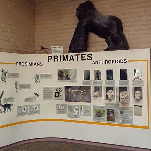 Ecocenter - Primates Sign