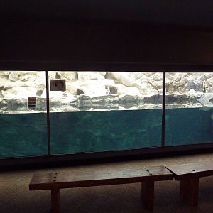 African Penguin Exhibit