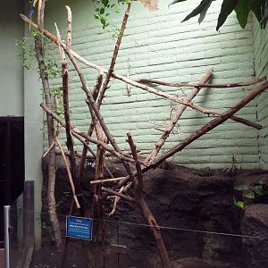 Blue-and-Yellow Macaw Exhibit