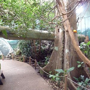 Tropical Rain Forest (Boa Constrictor exhibit inside overhead log)
