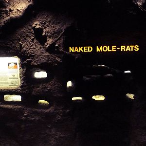 Naked Mole Rat Exhibit
