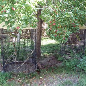 Yellow-Headed Amazon Parrot Aviaries