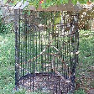 Blue-Fronted Amazon Parrot Aviary