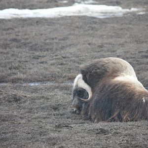 Musk Ox - Alaska