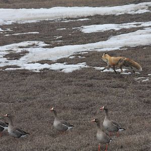 Red Fox and Greater White-fronted Geese - Alaska