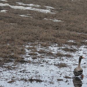 Red Fox and Greater White-fronted Geese - Alaska