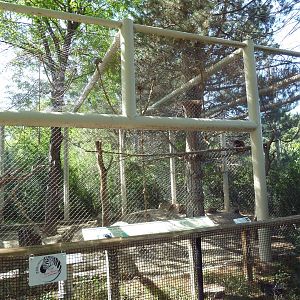 White-Handed Gibbon/Reeve's Muntjac/Temminck's Tragopan Exhibit