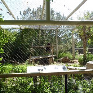Sun Bear Exhibit