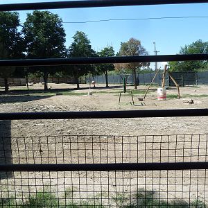 Sichuan Takin Exhibit