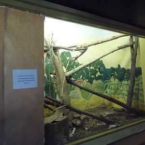 1939 Islands of Life Building - Hyacinth Macaw Exhibit
