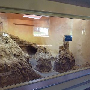 1939 Islands of Life Building - Meerkat Exhibit