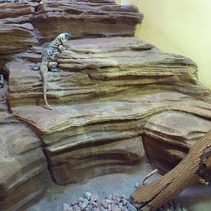 1939 Islands of Life Building - San Esteban Island Chuckwalla Exhibit