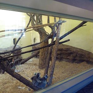 1939 Islands of Life Building - Ring-Tailed Lemur Indoor Exhibit