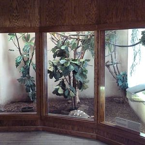 Reptile House - Red-Footed Tortoise Exhibit