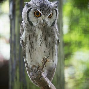 Northern white-faced owl : Marwell : 08 Aug 2014