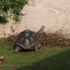 Rhinoceros Iguana and Giant Tortoise